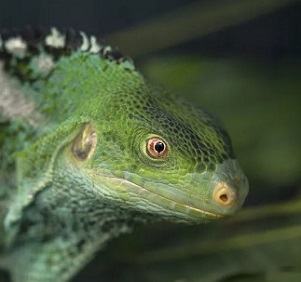 Fijian crested iguana (Malolo Island). San Diego Zoo Wildlife Alliance