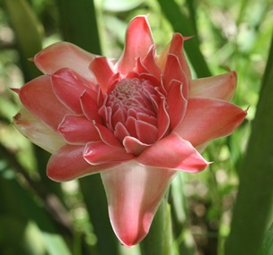 Credit - Rhett A. Butler/Mongabay.