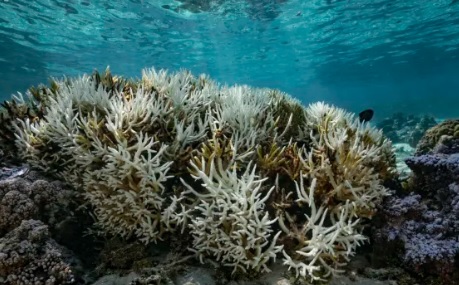 Bleached coral, a consequence of global warming, in Mo'orea, French Polynesia © Getty