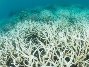 coral bleaching