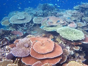 Great barrier reef, Australia. Credit - Australian Institute of Marine Science (AIMS)