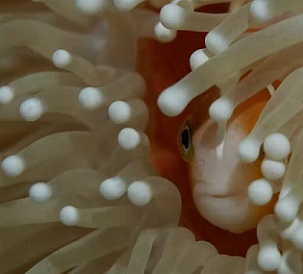 The World Heritage Committee has ordered a scientific inspection of the reef. Shutterstock