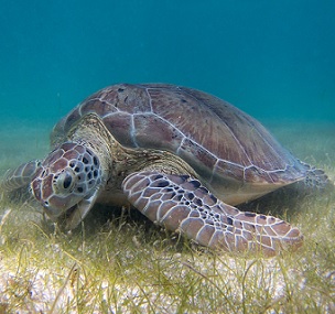 Green sea turtles help manage seagrass meadows. A new study shows the two-way relationship between healthy seagrass and marine mega herbivores, pointing toward the importance of conservation efforts for ecosystem stability. Image by P. Lindgren via Wikimedia Commons (CC BY-SA 3.0).
