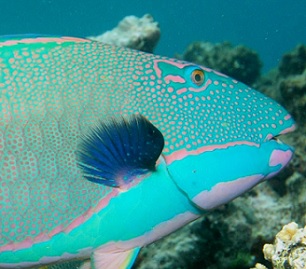 source - https://www.fbcnews.com.fj/