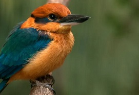 The Guam Kingfisher, Todiramphus Cinnamominus, which the Chamorro people call sihek. Photograph: RGB Ventures/Alamy