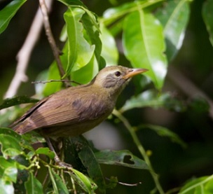 the giant white-eye an endangered bird found only in Palau. Credit - JEDEDIAH BRODIE; MICHAEL STUBBLEFIELD / ALAMY STOCK PHOTO