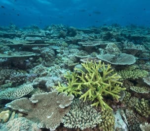 The Global Reef Expedition provided the data needed to model and map coral reef health and resiliency across the South Pacific. Credit - Jurgen Freund/iLC