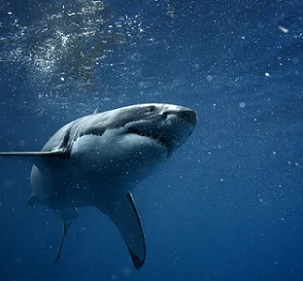 Many of Australia’s iconic ocean species such as great white sharks are international migrants found in over 100 countries. Credit - Shutterstock