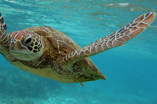 A Hawksbill sea turtle swimming in the water around Lady Elliott Island in the Great Barrier Reef, Australia, a World Heritage protected area.  Credit - MARK KOLBE/GETTY IMAGES.