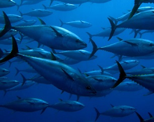 YellowfinTuna. Credit - Guido Montaldo/Shutterstock