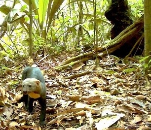 A tayra (Eira barbara), a generalist species, in Ecuador’s Yasuni National Park. Credit: Tropical Ecology Assessment and Monitoring Network