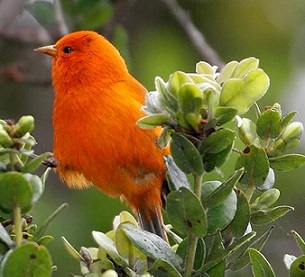 The Maui ʻākepa, a Hawaiian honeycreeper thought to be extinct. Photo: Courtesy of U.S. Geological Survey