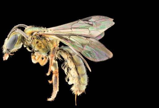 Homalictus terminalis is found only within 95 meters of Mount Batilamu’s peak. Image by James Dorey/Flinders University nature photographer.