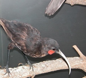 A specimen of a huia, which went extinct in New Zealand, housed in the Auckland Museum. Credit: Professor Tim Blackburn. Photo taken at Auckland Museum.