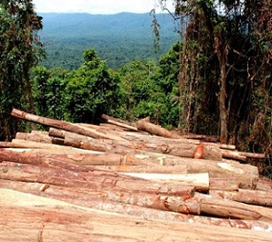 Log piles in East New Britain, PNG. Photo: Global Witness Media Hub