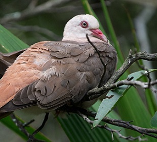 A pink pigeon (Nesoenas mayeri) photographed in its native Mauritius. Image by Sergey Yeliseev / Flickr (CC BY-NC-ND 2.0).