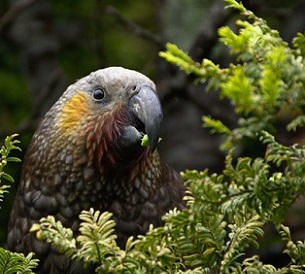 New Zealand Kaka (Nestor meridionalis). Photo: Tomas Sobek / 123rf