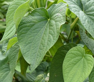 ava Māori - the veins on the leaf radiate out from the base. Photo: Melina Etches