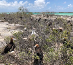 Kiritimati Island Conservation Protected Area Project. Credit - Ata Binoka