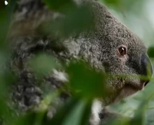 Laws set up to protect unique species and habitats are ineffective, a review of the national environmental framework has found. Photograph: Joel Carrett/EPA