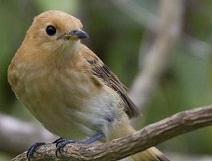 The recovered Kākerōri, also known as the Rarotonga Flycatcher. Credit - https://www.cookislandsnews.com/