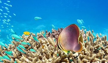 Keeper Reef, Great Barrier Reef, North Queensland, Australia. Image by Workfortravel via Wikimedia Commons (CC BY-SA 4.0).