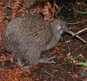 New Zealand Kiwi. Credit - wikipedia.com