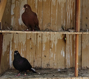 Credit: Pixabay/CC0 Public Domain