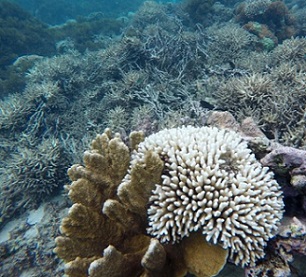 Bleaching and cyclone damage to reefs at Lord Howe Island, Australia, observed in March 2019. Credit: Kay Davis