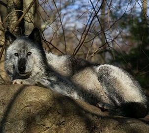 Source - https://phys.org/