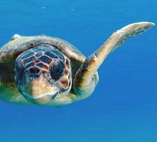 a sea turtle. Credit - Shutterstock