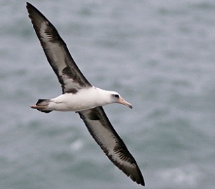 A Lysan Albatross. Credit - www.ebird.org