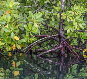 Mangroves. Credit - Mwangi Kirubi/TNC