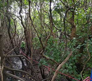 Field survey. Hainan 2018. Credit: Guanghui Lin.