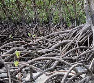 Credit: Pixabay/CC0 Public Domain