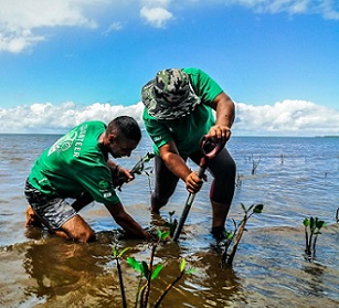 Credit - © Mangoroves for Fiji