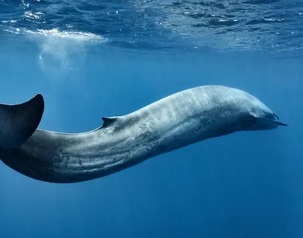 Whales, as well as dolphins and turtles, are especially at risk from eating plastic bags and flexible packaging. Photograph: Nature Picture Library/Alamy Stock Photo