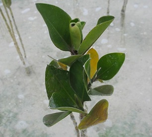 Rhizophora mangrove juvenile, North Tarawa, Kiribati. Credit - V. Jungblut, SPREP