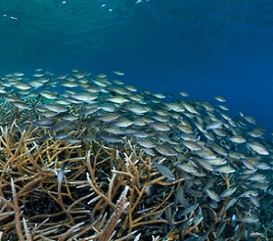 Striped parrotfish (Scarus iseri) in the Mesoamerican Reef. Credit - Healthy Reefs Initiative