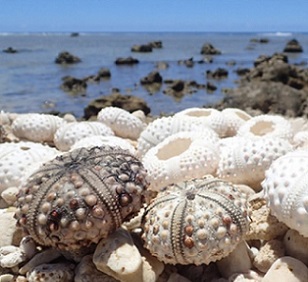 The shells of dead sea urchins washed up on the shore near Avarua. The rapid decline in sea urchins can cause an algal bloom in the future, says Rarotonga-based marine biologist Teina Rongo. PHOTO: Annabelle Phillips
