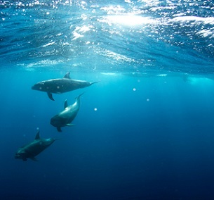 Credit: Unsplash/CC0 Public Domain