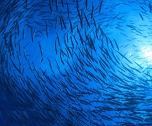 School of fish, MPA