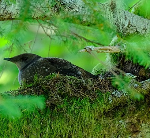 Small brown-speckled seabirds, marbled murrelets have the unusual habit of nesting in the tops of old-growth trees. Photo by Brett Lovelace/Oregon State University
