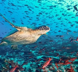 A turtle in the rich waters off Ecuador, one of the world’s key migratory route for the reptiles, as well as whales, sharks and rays. Populations of these species have plummeted this century. Photograph: Luiz Puntel/Alamy