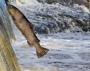 Migratory freshwater fish in peril as report shows population plunge. Source - Mongabay.com