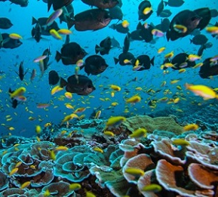 Credit - Manu San Felix via National Geographic