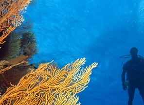 Scientists on the Global Reef Expedition surveyed and mapped New Caledonia's most remote coral reefs--some for the first time. Credit: Ken Marks