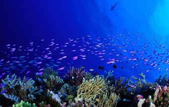 Fish patrol a reef off Chesterfield Island, one of New Caledonia’s new, fully protected areas and home to a variety of marine life. Image Credit - Bastien PREUSS Bastien PREUSS