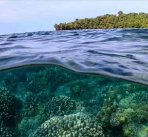 credit - www.mongabay.com