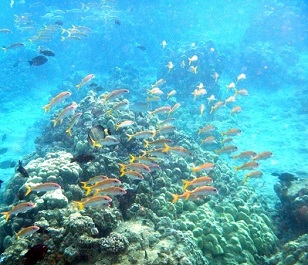 Understanding Area-based Management in U.S. Waters. Credit - NOAA